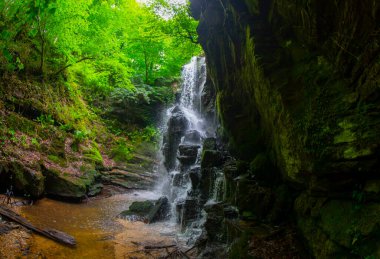 Ormanda ilkbahar manzarası ve muhteşem şelale. Dagpinar Milli Parkı, Bursa, Türkiye