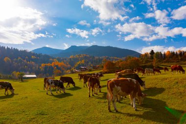 Artvin 'in SavSat ilçesi sonbaharda ziyaretçilerine harika manzaralar sunuyor.