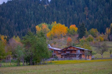 Türkiye 'nin Kastamonu kentindeki Kure Dağları' nın yamaçlarındaki manzara güzel sonbahar doğası