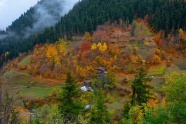 Türkiye 'nin Kastamonu kentindeki Kure Dağları' nın yamaçlarındaki manzara güzel sonbahar doğası