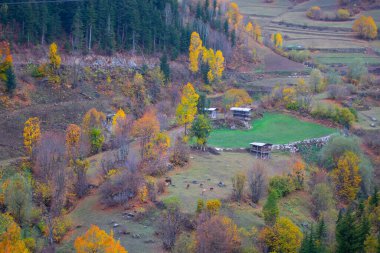 Türkiye 'nin Kastamonu kentindeki Kure Dağları' nın yamaçlarındaki manzara güzel sonbahar doğası
