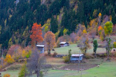 Türkiye 'nin Kastamonu kentindeki Kure Dağları' nın yamaçlarındaki manzara güzel sonbahar doğası