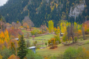 Türkiye 'nin Kastamonu kentindeki Kure Dağları' nın yamaçlarındaki manzara güzel sonbahar doğası