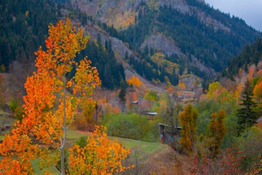Savsat Türkiye 'de sonbahar renkleri