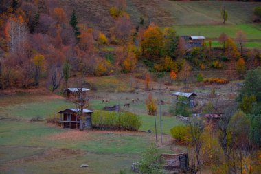 Savsat Türkiye 'de sonbahar renkleri