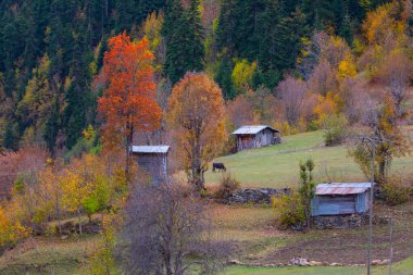 Savsat Türkiye 'de sonbahar renkleri