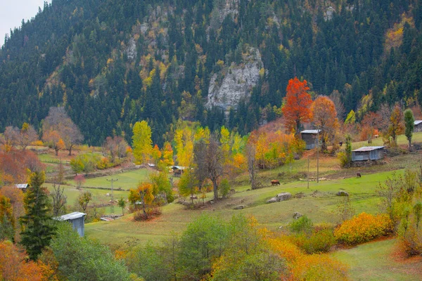 Savsat Türkiye 'de sonbahar renkleri