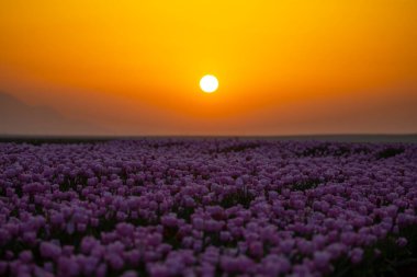 Laleler, Konya, Türkiye'de birlikte açmak için Tulip Lale kavramı doğada, güzel Lale laleler, alanında yer alan arka plan bahar