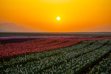 Laleler, Konya, Türkiye'de birlikte açmak için Tulip Lale kavramı doğada, güzel Lale laleler, alanında yer alan arka plan bahar