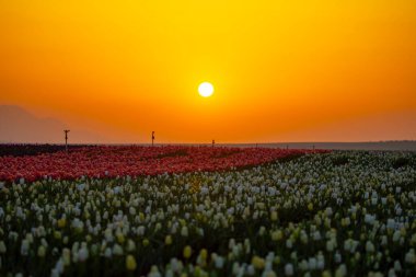 Laleler, Konya, Türkiye'de birlikte açmak için Tulip Lale kavramı doğada, güzel Lale laleler, alanında yer alan arka plan bahar