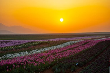 Laleler, Konya, Türkiye'de birlikte açmak için Tulip Lale kavramı doğada, güzel Lale laleler, alanında yer alan arka plan bahar