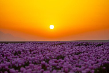 Laleler, Konya, Türkiye'de birlikte açmak için Tulip Lale kavramı doğada, güzel Lale laleler, alanında yer alan arka plan bahar