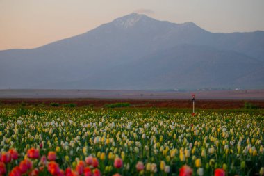Laleler, Konya, Türkiye'de birlikte açmak için Tulip Lale kavramı doğada, güzel Lale laleler, alanında yer alan arka plan bahar