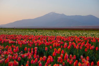 Laleler, Konya, Türkiye'de birlikte açmak için Tulip Lale kavramı doğada, güzel Lale laleler, alanında yer alan arka plan bahar