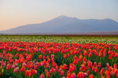 Laleler, Konya, Türkiye'de birlikte açmak için Tulip Lale kavramı doğada, güzel Lale laleler, alanında yer alan arka plan bahar