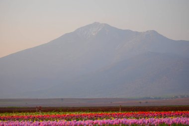 Laleler, Konya, Türkiye'de birlikte açmak için Tulip Lale kavramı doğada, güzel Lale laleler, alanında yer alan arka plan bahar