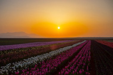 Laleler, Konya, Türkiye'de birlikte açmak için Tulip Lale kavramı doğada, güzel Lale laleler, alanında yer alan arka plan bahar
