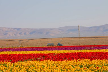 Laleler, Konya, Türkiye'de birlikte açmak için Tulip Lale kavramı doğada, güzel Lale laleler, alanında yer alan arka plan bahar