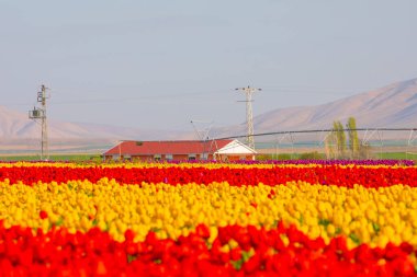 Laleler, Konya, Türkiye'de birlikte açmak için Tulip Lale kavramı doğada, güzel Lale laleler, alanında yer alan arka plan bahar