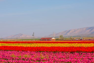 Laleler, Konya, Türkiye'de birlikte açmak için Tulip Lale kavramı doğada, güzel Lale laleler, alanında yer alan arka plan bahar