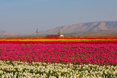 Laleler, Konya, Türkiye'de birlikte açmak için Tulip Lale kavramı doğada, güzel Lale laleler, alanında yer alan arka plan bahar