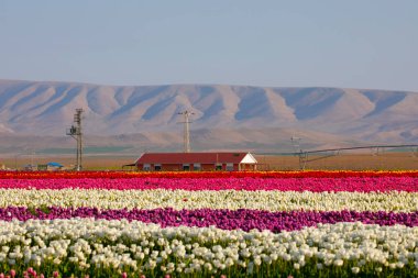 Laleler, Konya, Türkiye'de birlikte açmak için Tulip Lale kavramı doğada, güzel Lale laleler, alanında yer alan arka plan bahar