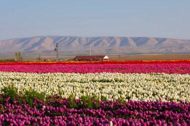 Laleler, Konya, Türkiye'de birlikte açmak için Tulip Lale kavramı doğada, güzel Lale laleler, alanında yer alan arka plan bahar