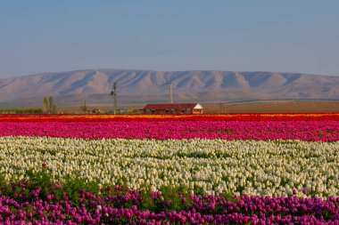 Laleler, Konya, Türkiye'de birlikte açmak için Tulip Lale kavramı doğada, güzel Lale laleler, alanında yer alan arka plan bahar