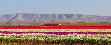 Laleler, Konya, Türkiye'de birlikte açmak için Tulip Lale kavramı doğada, güzel Lale laleler, alanında yer alan arka plan bahar