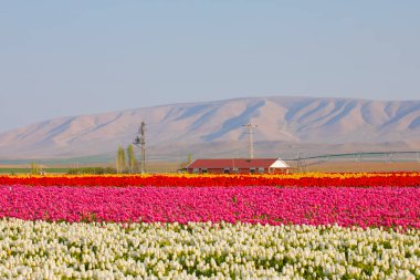 Laleler, Konya, Türkiye'de birlikte açmak için Tulip Lale kavramı doğada, güzel Lale laleler, alanında yer alan arka plan bahar
