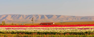 Laleler, Konya, Türkiye'de birlikte açmak için Tulip Lale kavramı doğada, güzel Lale laleler, alanında yer alan arka plan bahar
