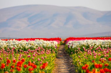 Laleler, Konya, Türkiye'de birlikte açmak için Tulip Lale kavramı doğada, güzel Lale laleler, alanında yer alan arka plan bahar