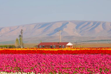 Laleler, Konya, Türkiye'de birlikte açmak için Tulip Lale kavramı doğada, güzel Lale laleler, alanında yer alan arka plan bahar