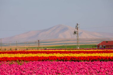 Laleler, Konya, Türkiye'de birlikte açmak için Tulip Lale kavramı doğada, güzel Lale laleler, alanında yer alan arka plan bahar