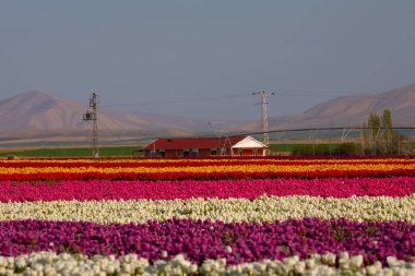 Laleler, Konya, Türkiye'de birlikte açmak için Tulip Lale kavramı doğada, güzel Lale laleler, alanında yer alan arka plan bahar