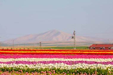 Laleler, Konya, Türkiye'de birlikte açmak için Tulip Lale kavramı doğada, güzel Lale laleler, alanında yer alan arka plan bahar