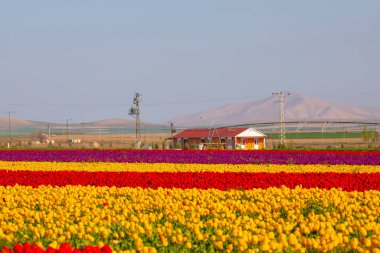 Laleler, Konya, Türkiye'de birlikte açmak için Tulip Lale kavramı doğada, güzel Lale laleler, alanında yer alan arka plan bahar