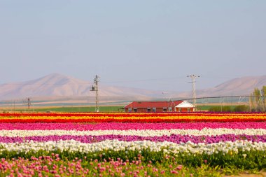 Laleler, Konya, Türkiye'de birlikte açmak için Tulip Lale kavramı doğada, güzel Lale laleler, alanında yer alan arka plan bahar