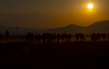 Güneş ışınları vahşi atların tozundan sızıyor. Hormetci Köyü yakınlarında, Kapadokya ile Kayseri arasında, Türkiye