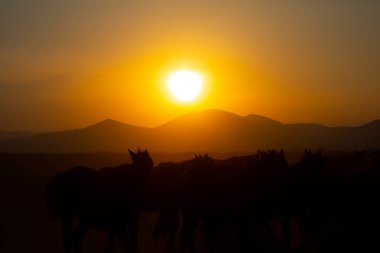 Güneş ışınları vahşi atların tozundan sızıyor. Hormetci Köyü yakınlarında, Kapadokya ile Kayseri arasında, Türkiye