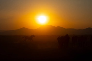 Güneş ışınları vahşi atların tozundan sızıyor. Hormetci Köyü yakınlarında, Kapadokya ile Kayseri arasında, Türkiye