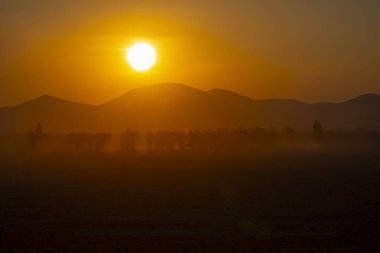 Güneş ışınları vahşi atların tozundan sızıyor. Hormetci Köyü yakınlarında, Kapadokya ile Kayseri arasında, Türkiye