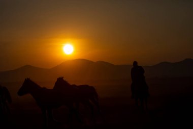 Güneş ışınları vahşi atların tozundan sızıyor. Hormetci Köyü yakınlarında, Kapadokya ile Kayseri arasında, Türkiye