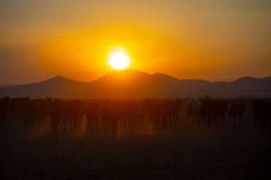 Güneş ışınları vahşi atların tozundan sızıyor. Hormetci Köyü yakınlarında, Kapadokya ile Kayseri arasında, Türkiye