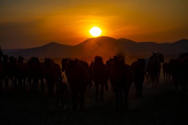 Güneş ışınları vahşi atların tozundan sızıyor. Hormetci Köyü yakınlarında, Kapadokya ile Kayseri arasında, Türkiye