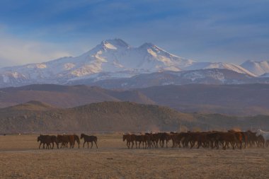 Vahşi atlar, sönmüş bir volkan olan Erciyes Dağı 'nın yamaçlarında özgürce dolaşırlar. Kayseri / Türkiye.