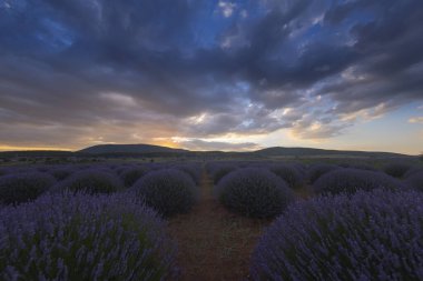 Lavanta tarlasında gün batımı, yaz ortası