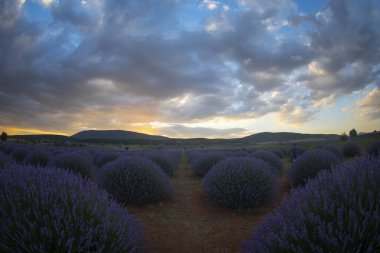 Lavanta tarlasında gün batımı, yaz ortası