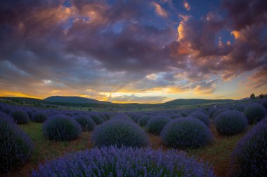 Lavanta tarlasında gün batımı, yaz ortası