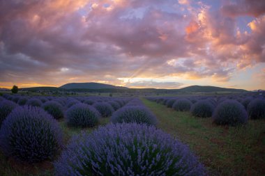 Lavanta tarlasında gün batımı, yaz ortası